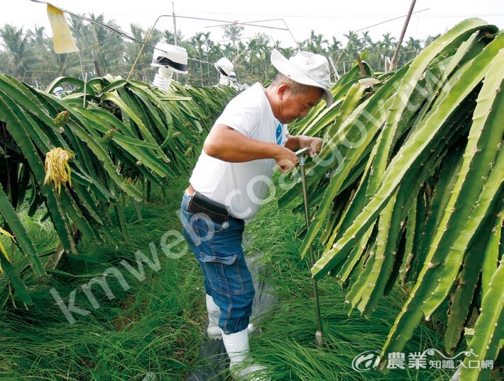 紅龍果土壤採樣。