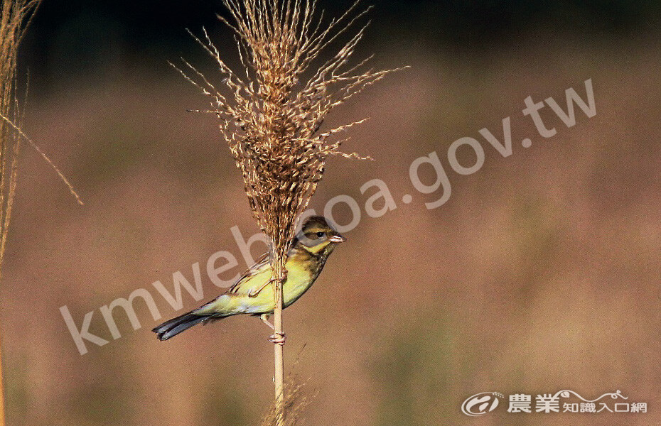 母鳥長相較為逗趣，臉上看似有兩撇八字鬍。（圖片攝影／林章信）