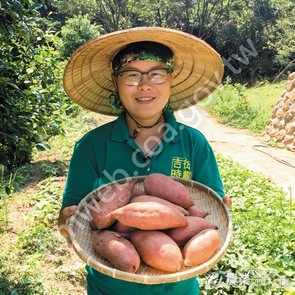 陳琬婷選種金山特產的地瓜，當作食農教育課的主角。（圖片提供／陳琬婷）