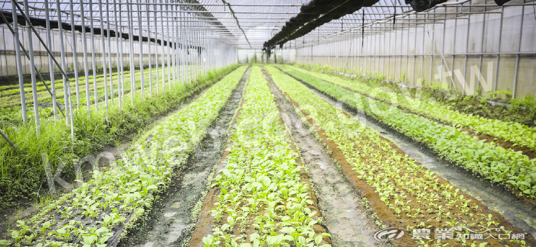 江夏農場主力供應屏東學校團膳的有機蔬菜。
