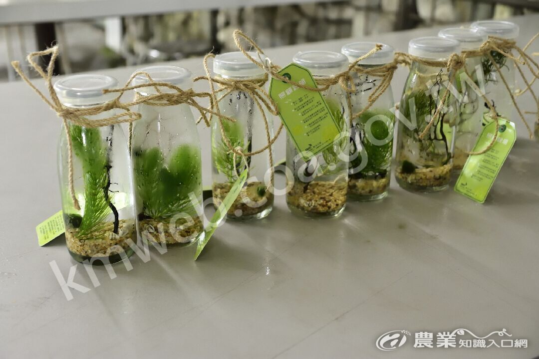 勝洋休閒農場的藻球瓶DIY迷人之處，在於他們「有生命」