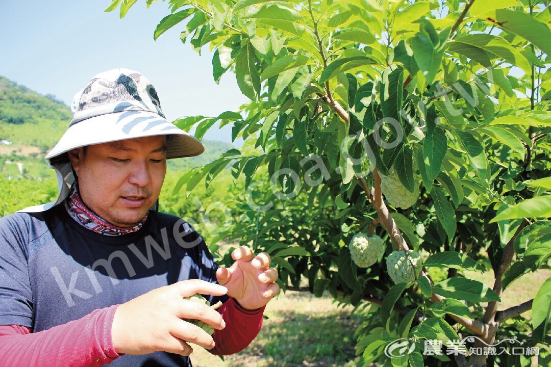 張簡裕峰介紹釋迦的種植方法。