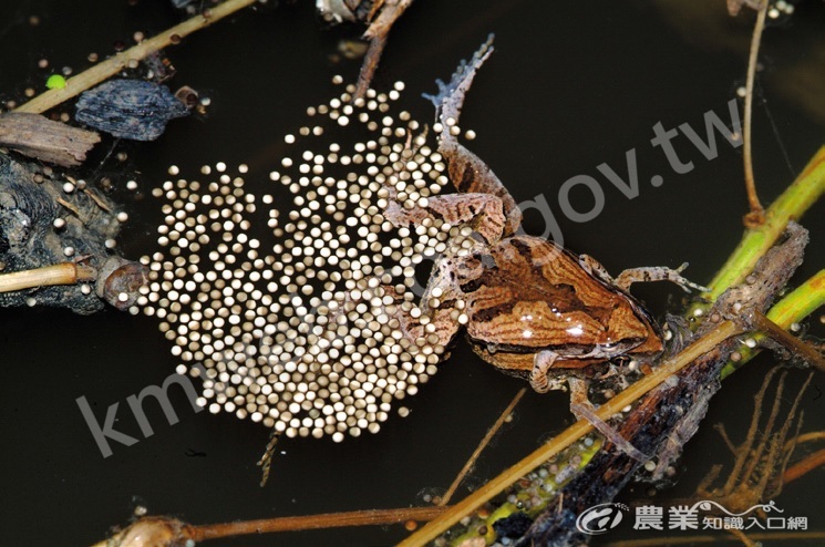 正在水中產卵的小雨蛙，卵塊以圓形片狀散開。（圖片提供／楊懿如）