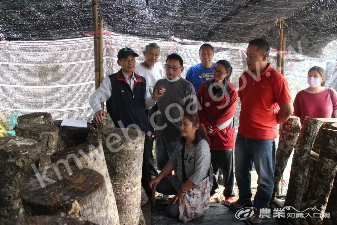 香菇達人現場教授學員種植技術