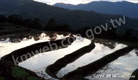 終年湛水的和禾田肩負補注水源的任務，在冬期翻耕後就像大地的明鏡。