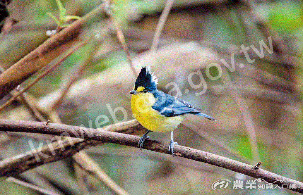 黃山雀是保育類留鳥，棲息在中、高海拔的闊葉林或針闊葉混合林中。