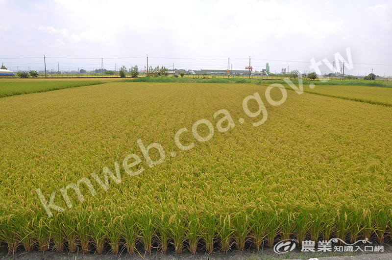 水稻台農81號在無農藥栽培下之生長狀況。