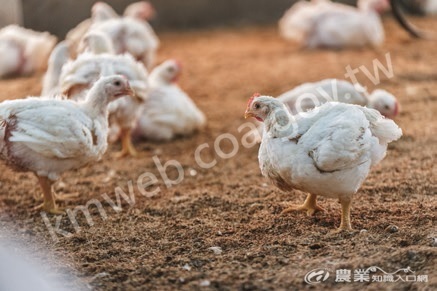 黃勝裕讓雞隻擁有充裕的活動空間，符合動物福利，讓雞隻能更健康地成長。