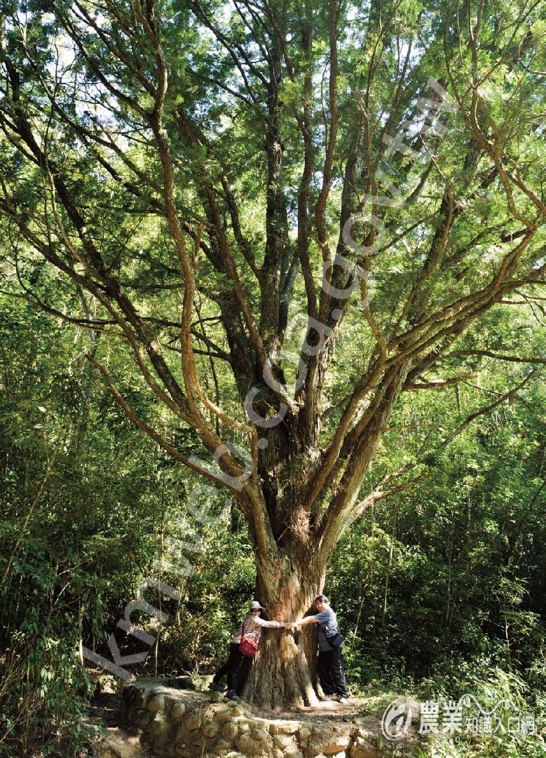 南投魚池鄉蓮華池的台灣肖楠母樹。