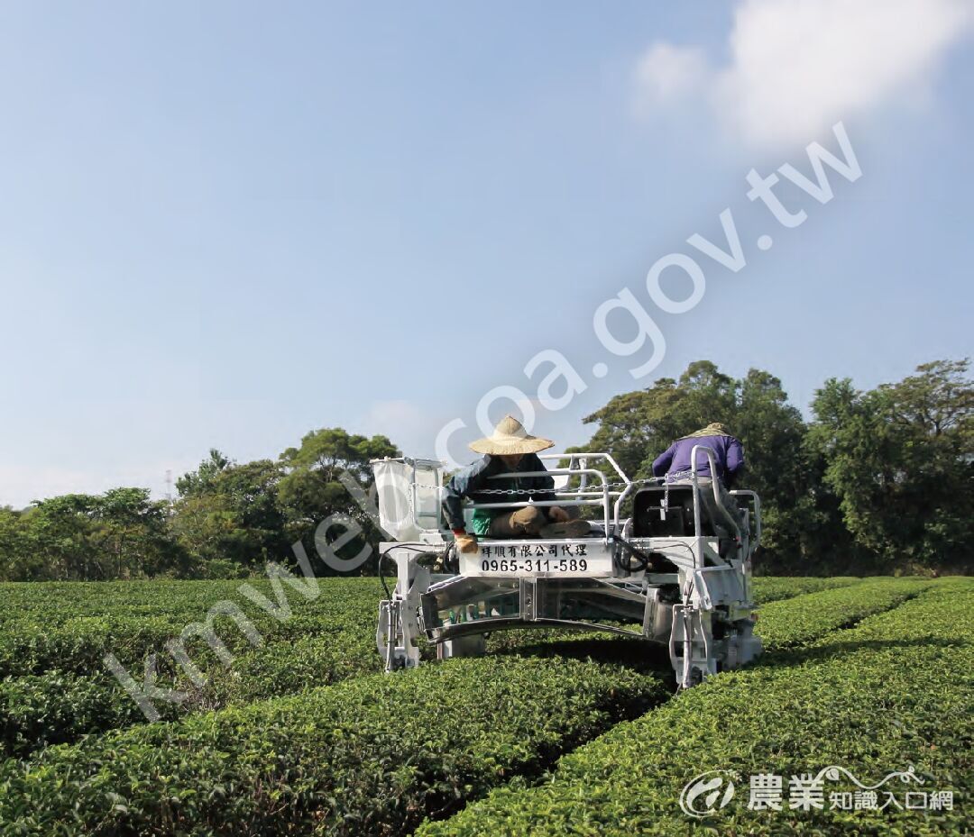 長生製茶廠使用日本進口的自動化機械，可以處理茶園裡的修面、鬆土、中剪、下肥和採收。