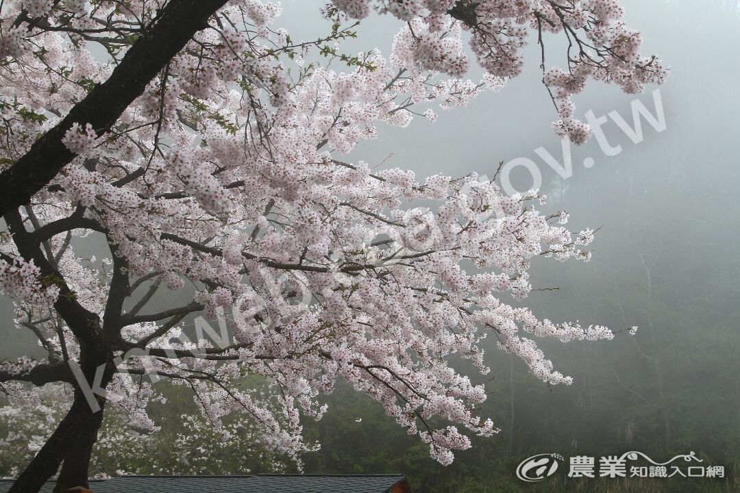 祝山觀日平台-染井吉野櫻