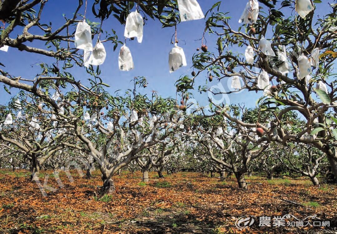 屏東縣芒果產區因低溫不足，通常選擇早生品種，並藉由控制枝梢成熟度或停梢來調控開花時間。
