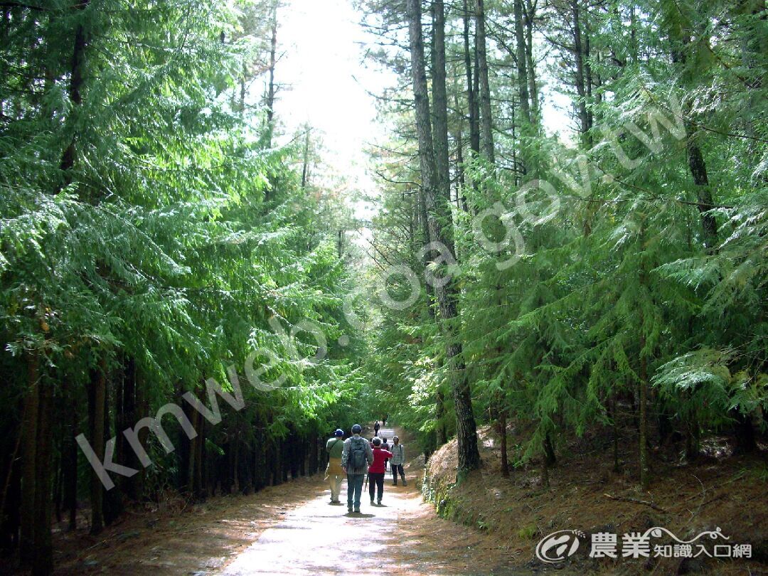 桃山步道位於武陵國家森林遊樂區武陵山莊旁，步道全長4_3公里