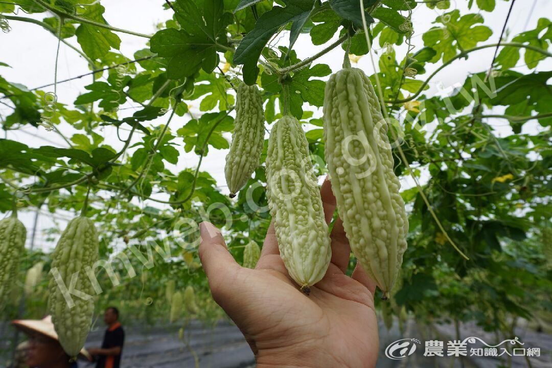 苦瓜花蓮7號果實外觀
