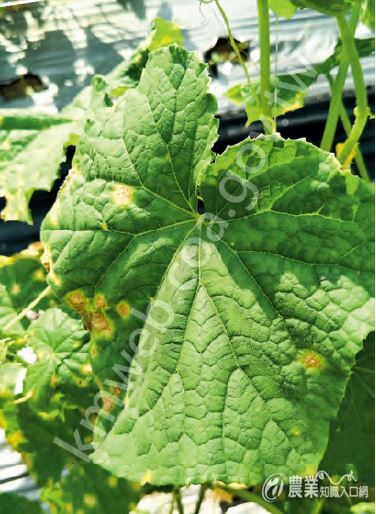 露菌病為害瓜菜類葉片，造成黃褐色角斑，也可透過綠木黴菌防治。
