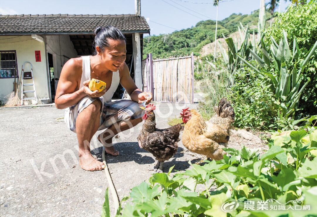 將院子裡成熟的木瓜摘下，人與雞都能享用。