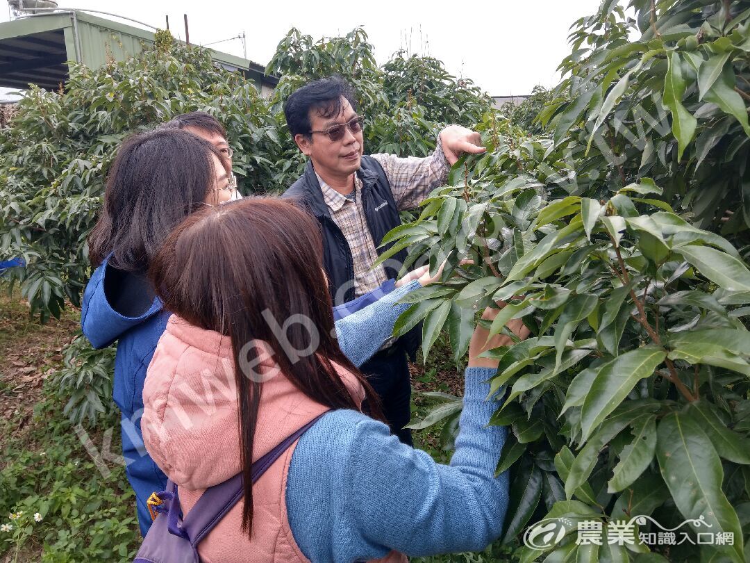 高雄屏東產區荔枝椿象化學共同防治期程會勘