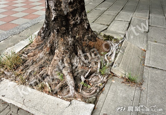 行道樹因生長空間狹隘，容易出現根系破壞人行道鋪面的「盤根」現象。