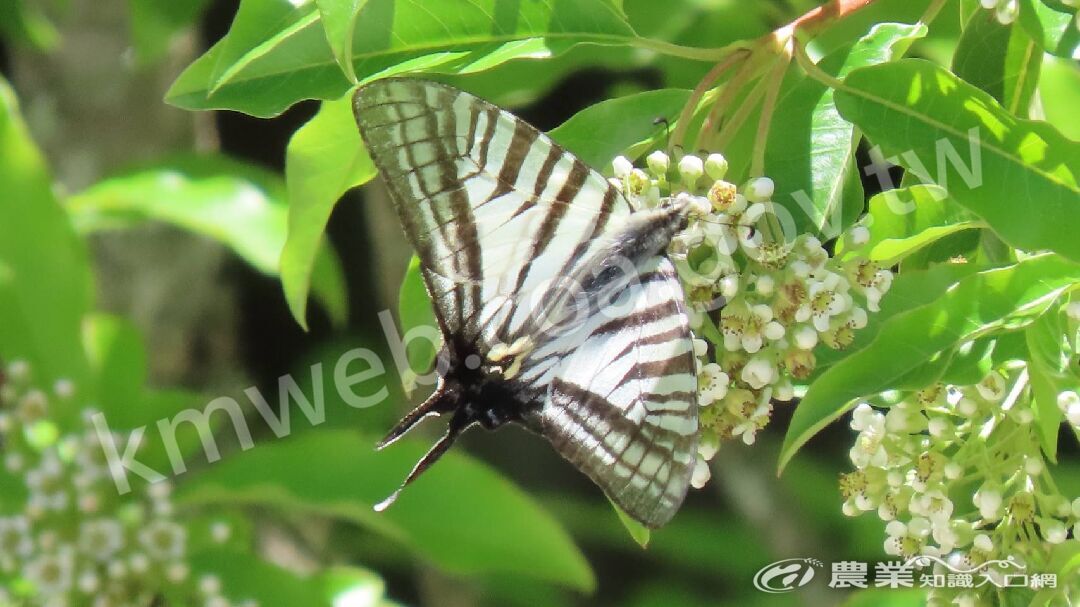 昇天鳳蝶吸食玉山假砂梨的花蜜