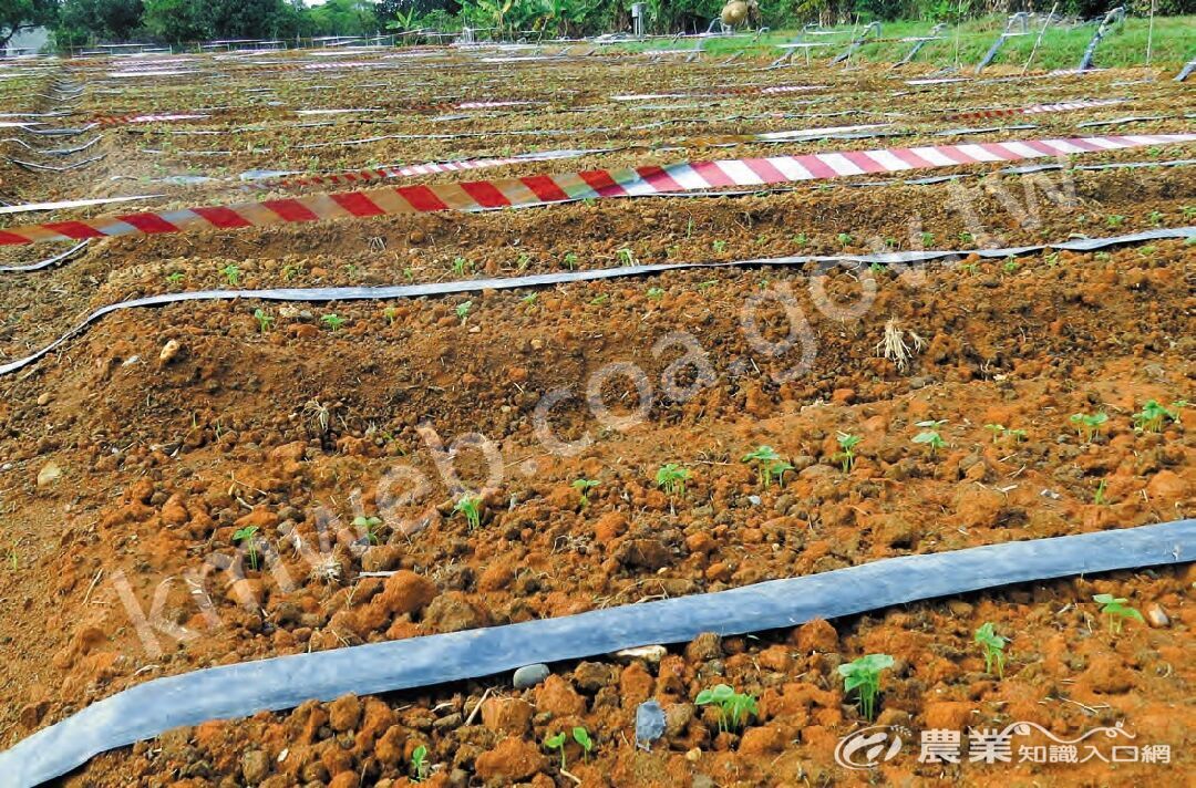 屏東科技大學農園生產系的有機黃豆田，採滴灌節省用水並限制雜草生長，反光條則有助於減緩鳥害。