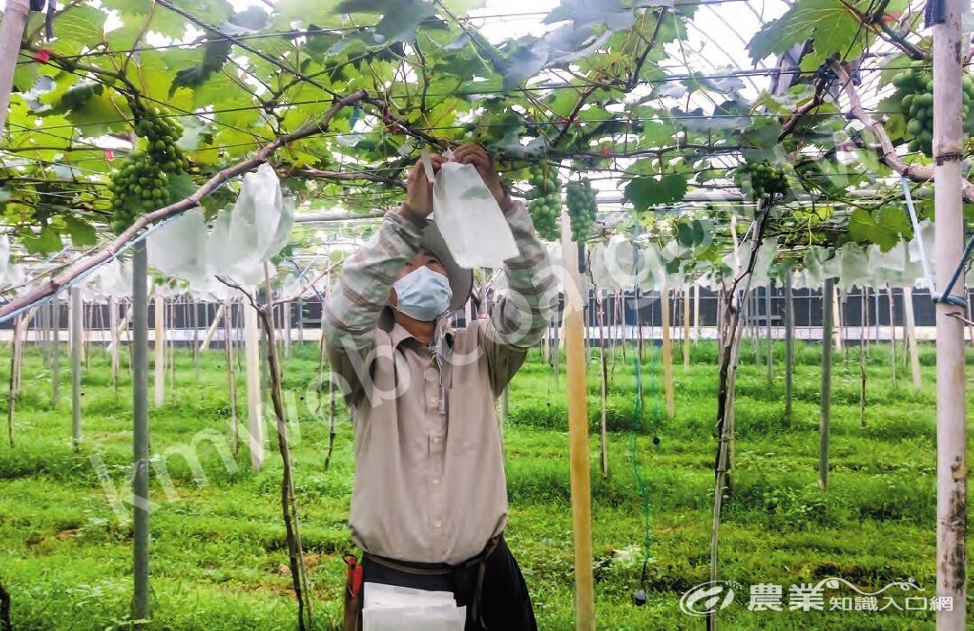 部分溫室葡萄栽培採用套袋，即修剪至疏果期均於溫室生產，套袋後掀開設施塑膠布，為避免拆除塑膠布後下一產季還須費工重新安裝，可將其固定於溫室水槽上方，進入露天生產模式。