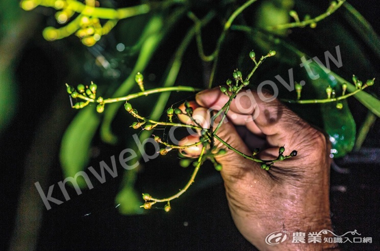 開著碎花的山香圓是白面鼯鼠的食物之一。