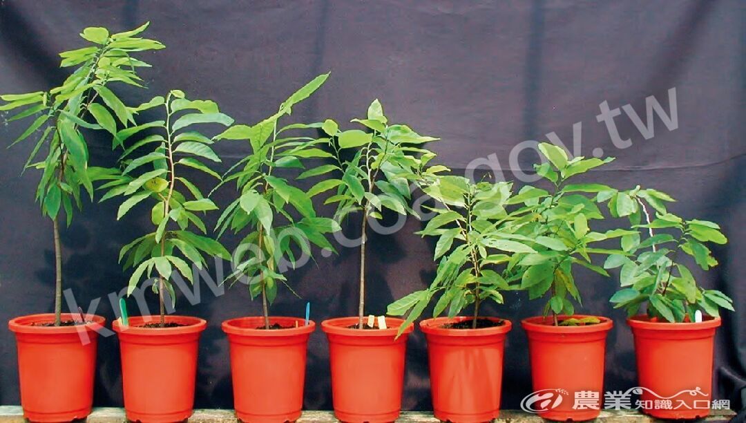 以盆栽鳳梨釋迦實生苗接種菌根菌，栽培期間施用全強度25％磷之霍格蘭氏營養液，經過11_個月後顯示接菌組株高、莖寬均優於未接菌組（Ck）。