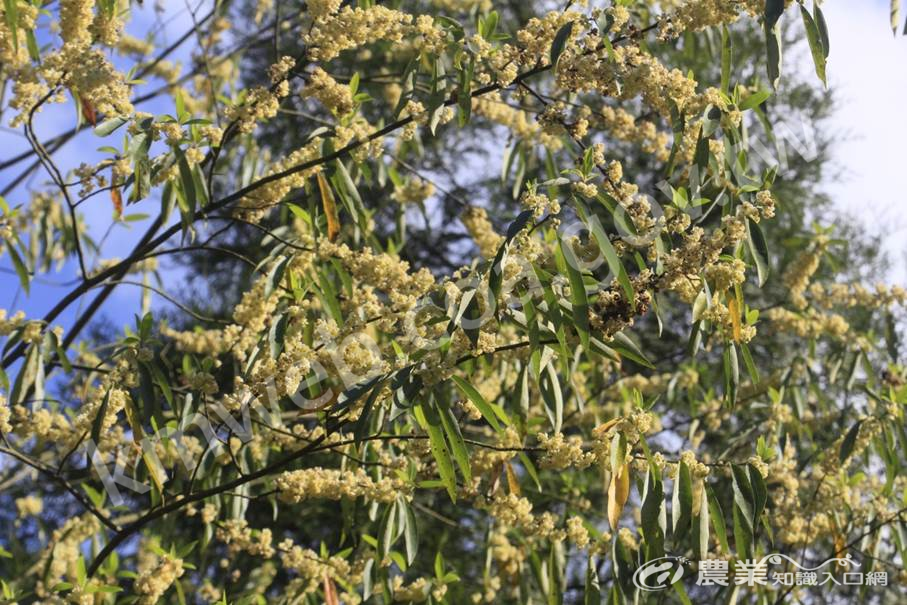 可食用民族植物：馬告開花(圈谷資訊股份有限公司提供)