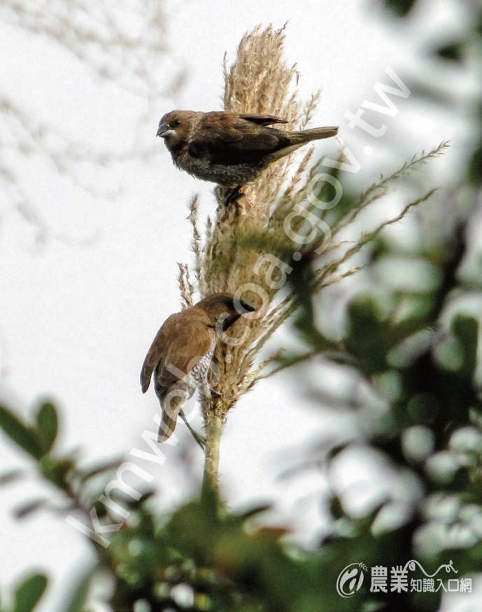 斑文鳥也會吃五節芒的種子。