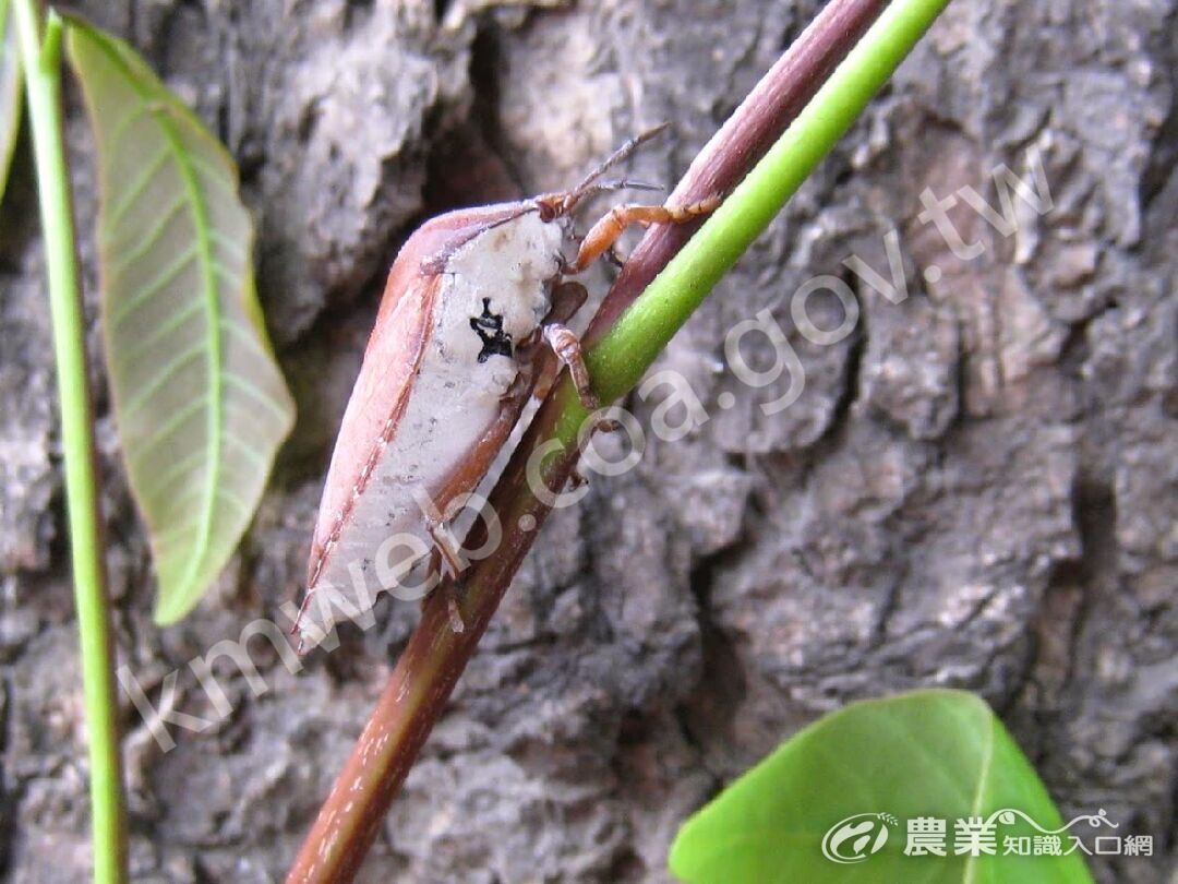 荔枝椿象成蟲