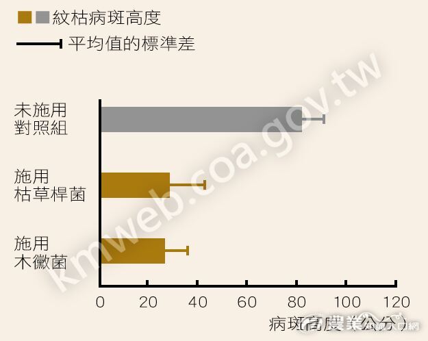 枯草桿菌與木黴菌施用後紋枯病斑高度變化