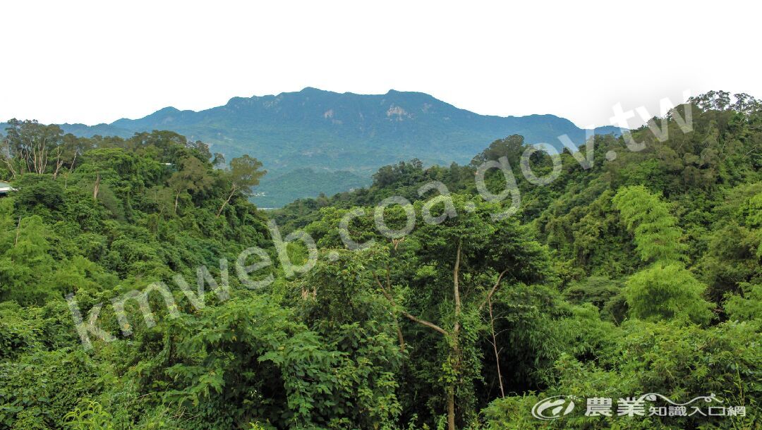 從平台眺望鹿野的風景。 從平台眺望鹿野的風景。