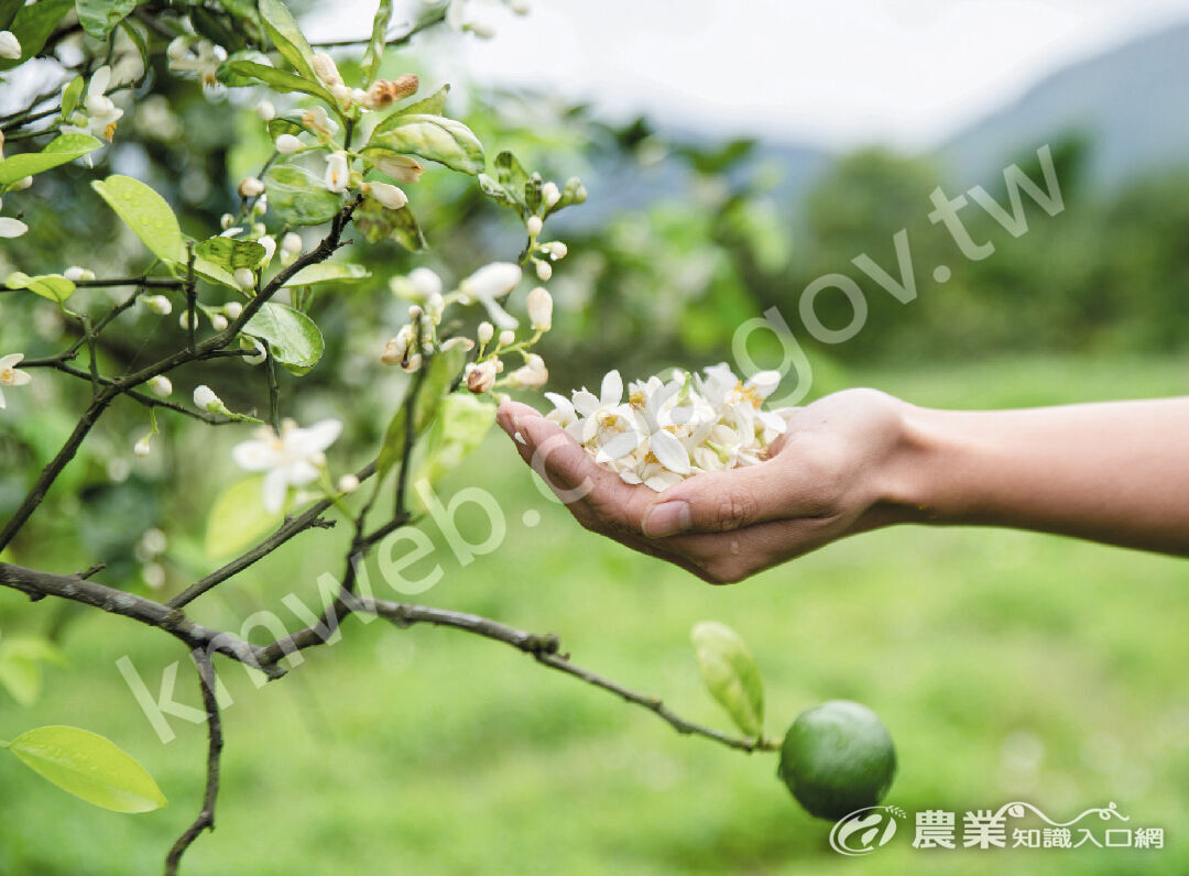 花期只有兩週的橙花，一綻放就必須趁新鮮採摘與茶烘焙，是產季產地限定的獨特滋味。