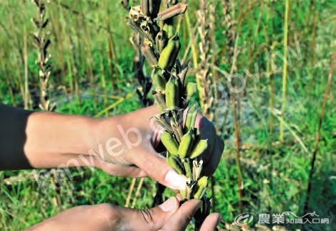 接近完熟期，芝麻蒴果轉為深褐色，碰觸容易造成裂果，收割後還須經晒乾、敲破果莢、過篩等繁複工序。