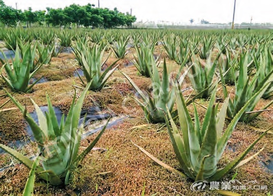 蘆薈用途在多數人認知中是養顏美容，但它其實也具備多樣化食用方式，除了當作副食材，也可發展農產加工品。（圖片提供／雪莉太康有機農場）