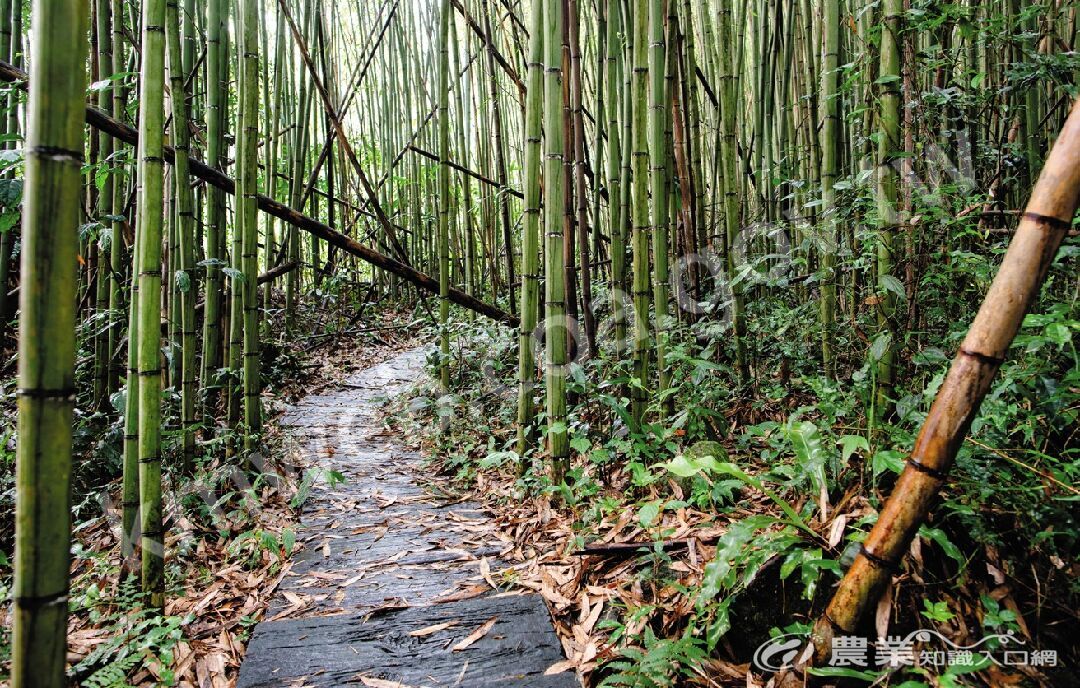 光華村內的竹林已有180年歷史。