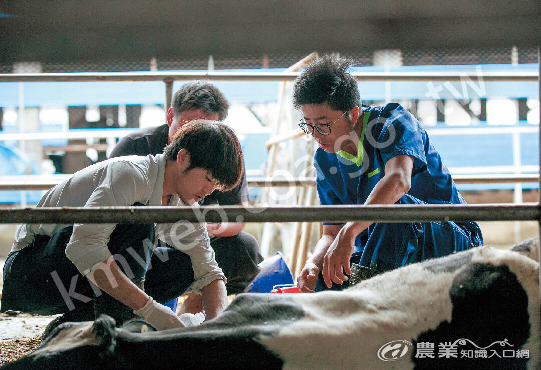 龔建嘉與獸醫協助清洗乳牛的足部傷口。（圖片提供／龔建嘉）