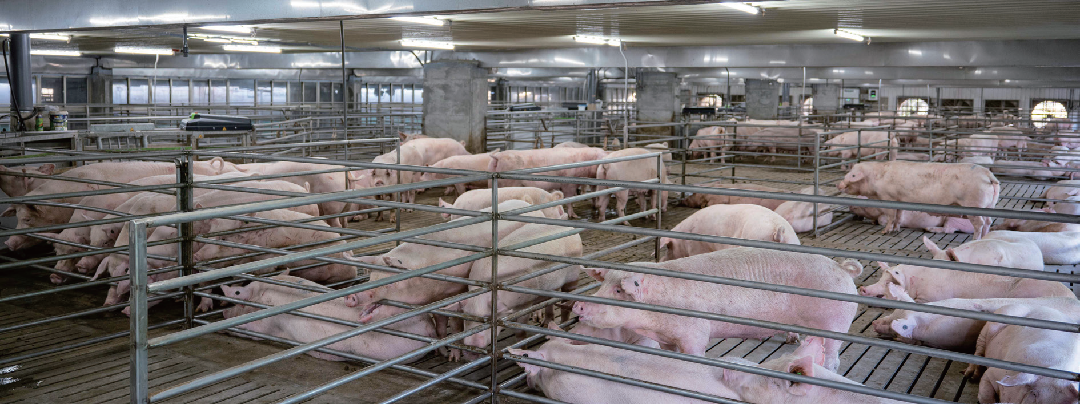 不同於小農的狹欄飼養，洪崇拼的豬隻採用群養方式，讓豬隻自在成長。