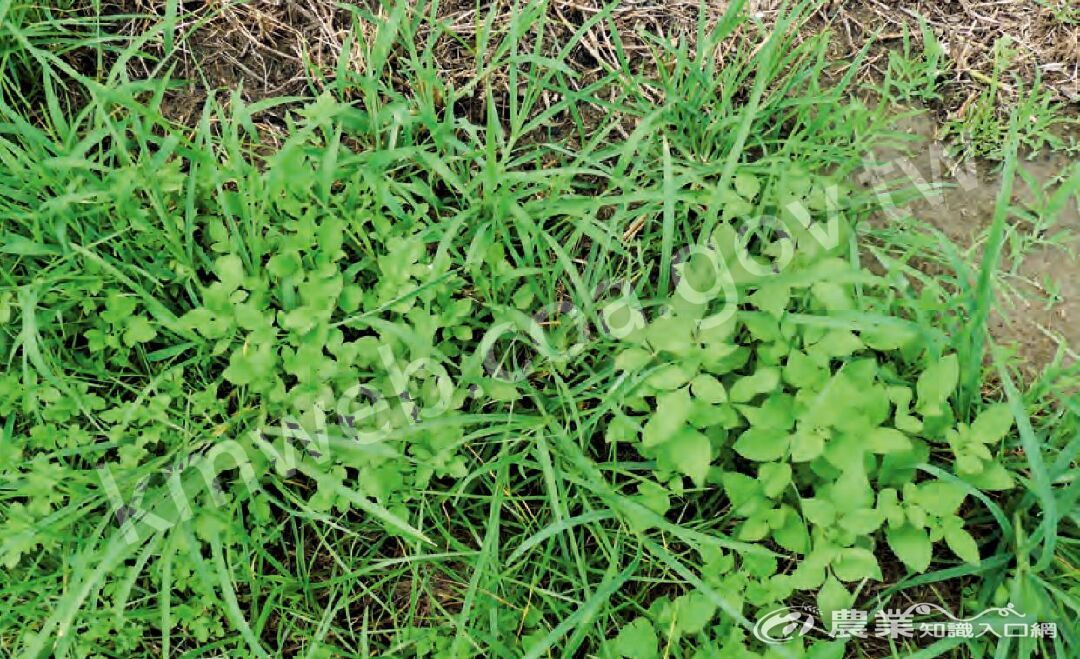 農業藥物毒物試驗所研發的植物源除草劑，對禾本科及闊葉雜草皆有防除效果，適用於防除蔬菜田雜草及紅豆採收前乾燥之用，施藥後1_天即可見雜草明顯枯黃如下圖。