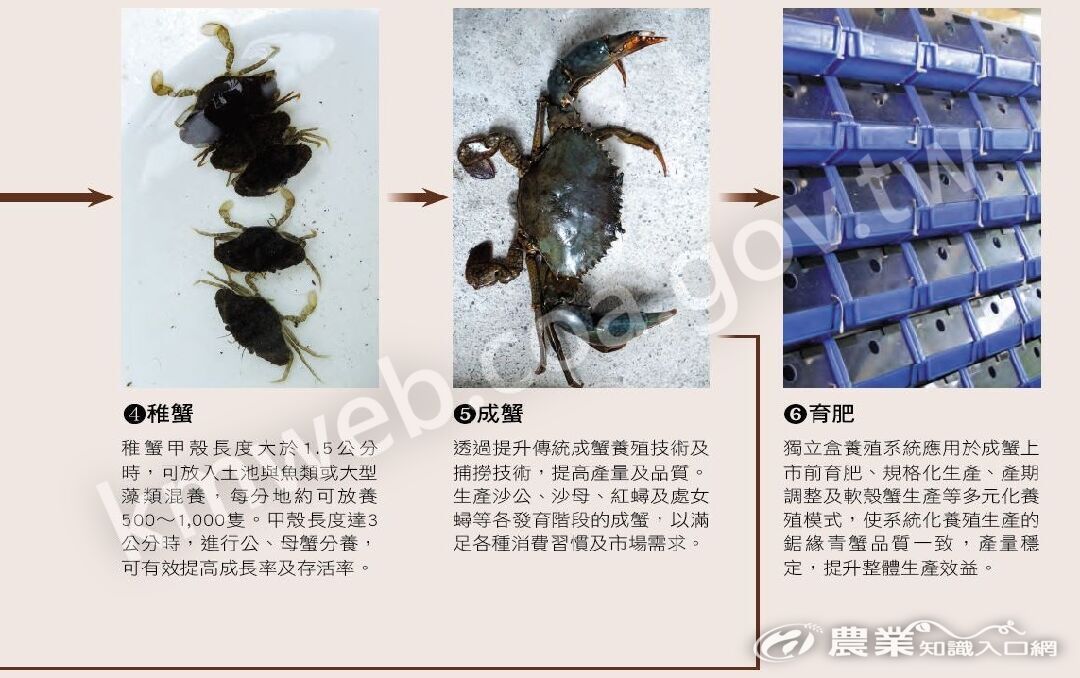 鋸緣青蟹商業化繁殖技術2_(2)
