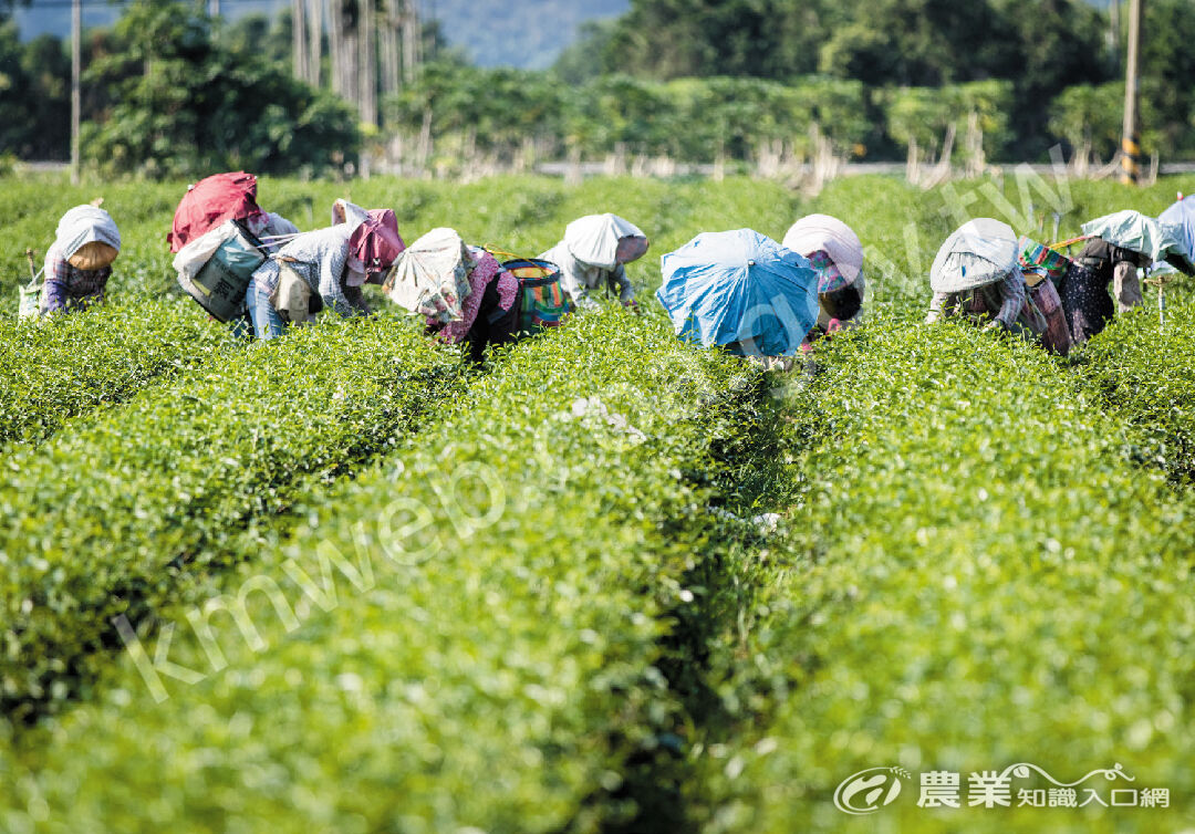 烈日採茶，體驗茶農的辛勤與努力。（攝影／羅正傑）