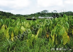 過去帛琉人民家中田地多種植主食芋頭，隨著飲食改變，日常食用比例下降，芋頭只會在節慶時出現。（攝影／林宜潔）