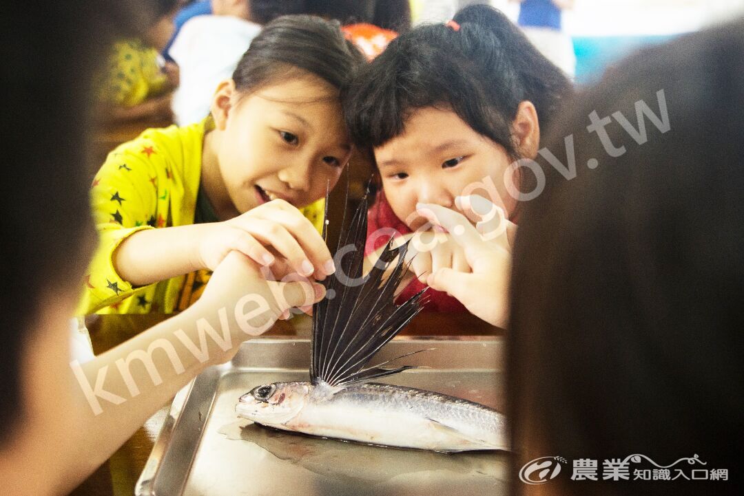 認識洄遊明星＿飛魚觀察