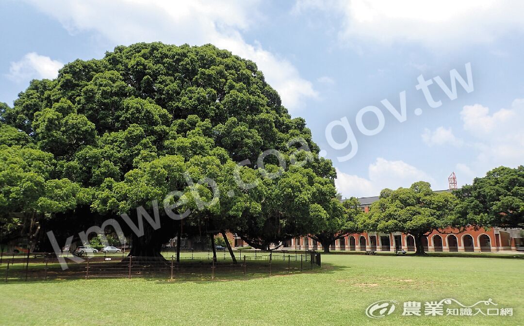 枝葉繁密的榕樹下是乘涼的好地方。