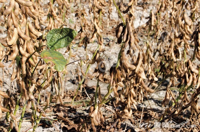 等葉落枝枯，就可以判斷黑豆採收時機。