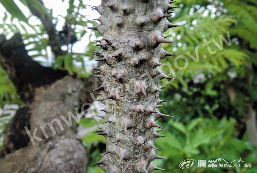 食茱萸莖尖刺似鼓釘，多數別稱與此有關，例如刺蔥、刺江某。