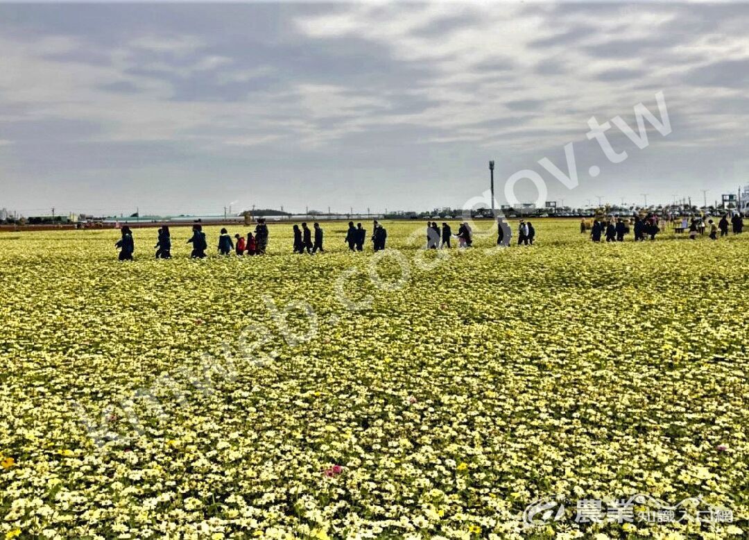 花海節以秋收稻田為舞臺，充分利用數大就是美的優勢。（太保市農會提供）