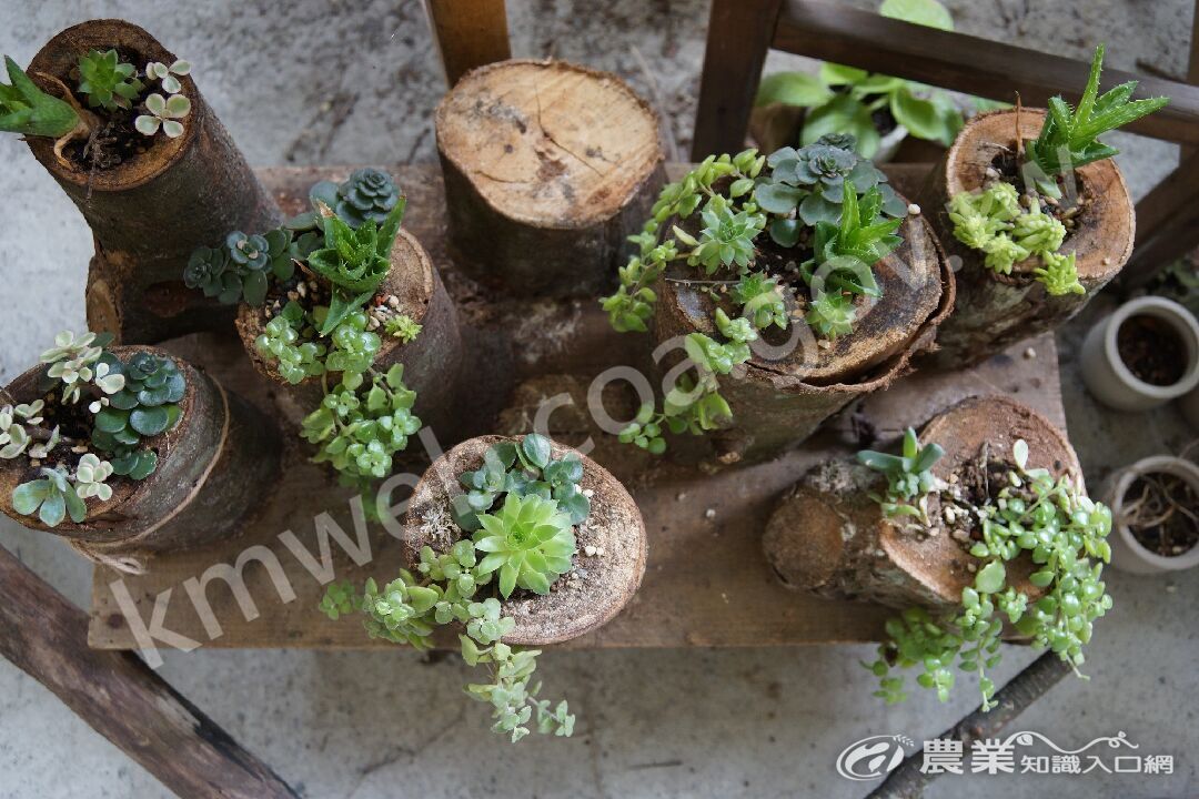 頭城農場以回收的木料進行充滿綠意的原木組盆DIY，變成生態教育的實際材料