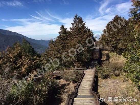 雲霧步道(圈谷資訊股份有限公司提供)