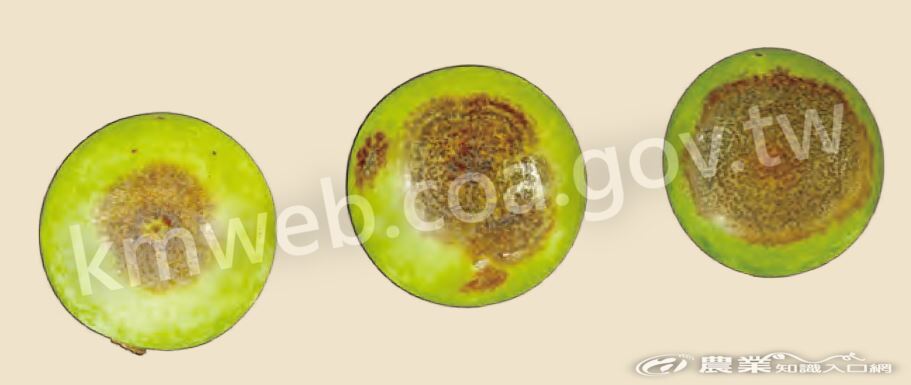 綠葡萄果實潮濕時，會自產孢構造生成大量橘色菌泥，為病原的分生孢子，可藉水傳播感染其他果粒上。